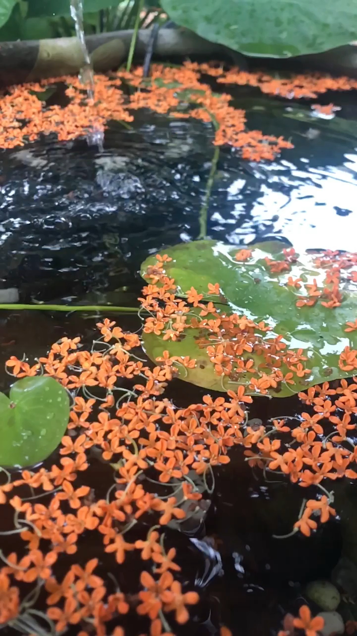 秋水盈盈一泓碧水仿佛敲打在心坎里金桂的温柔温暖了你的波心