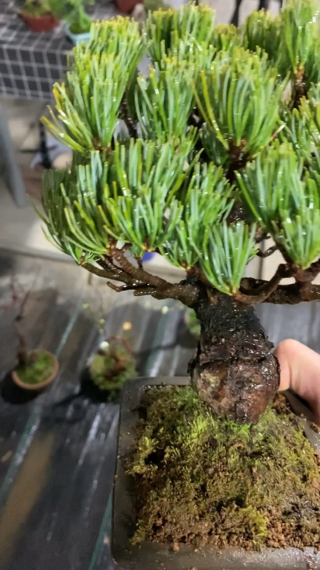 原生宫岛大阪松盆景#大阪松盆景