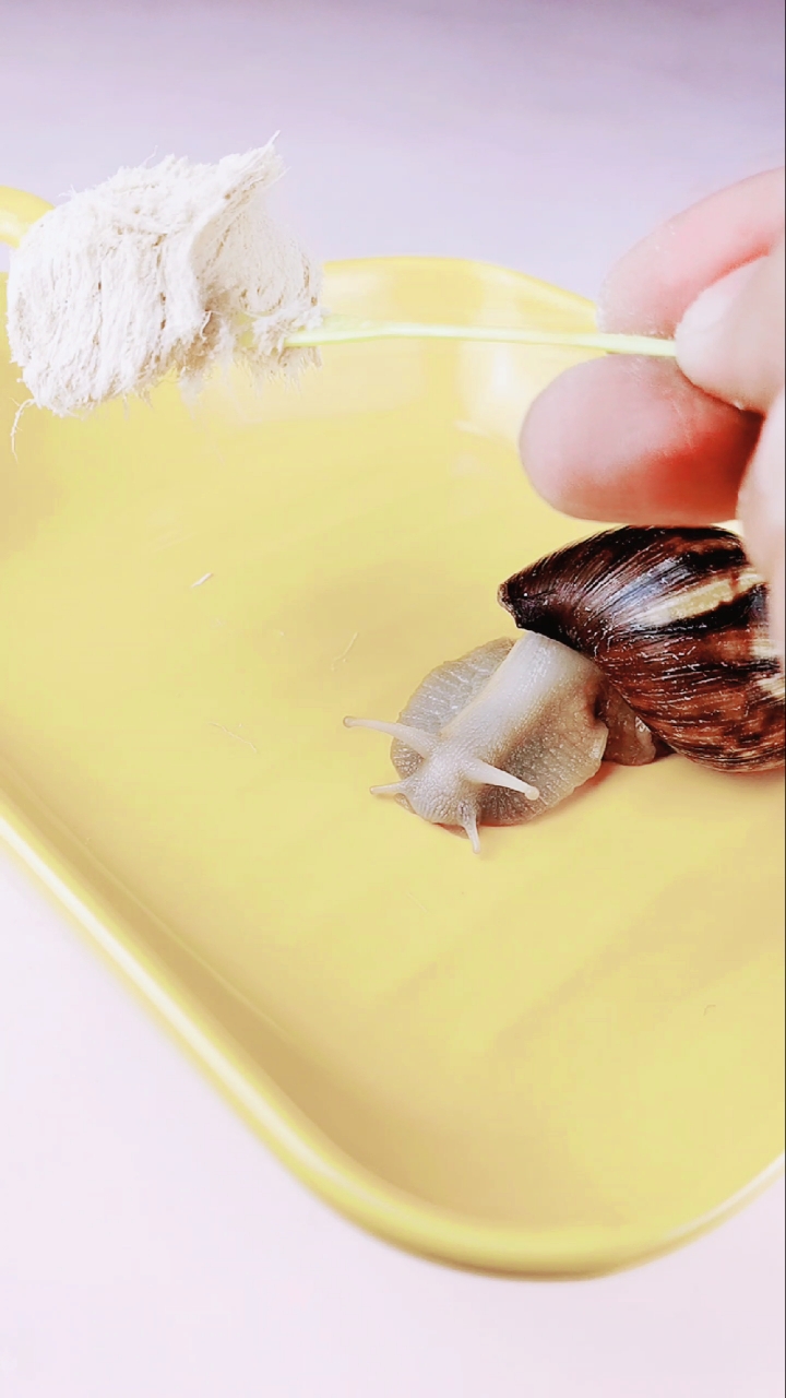 白玉蜗牛 牙齿图片