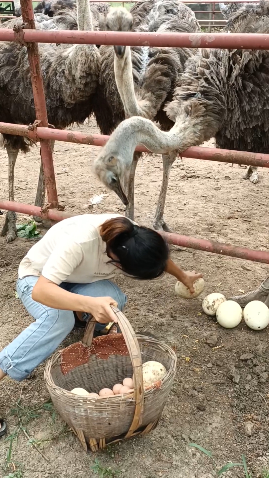 小鸵鸟苗#非洲鸵鸟成年可达300斤