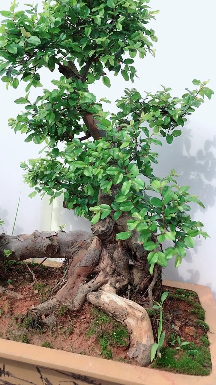 过桥连体造型雀梅