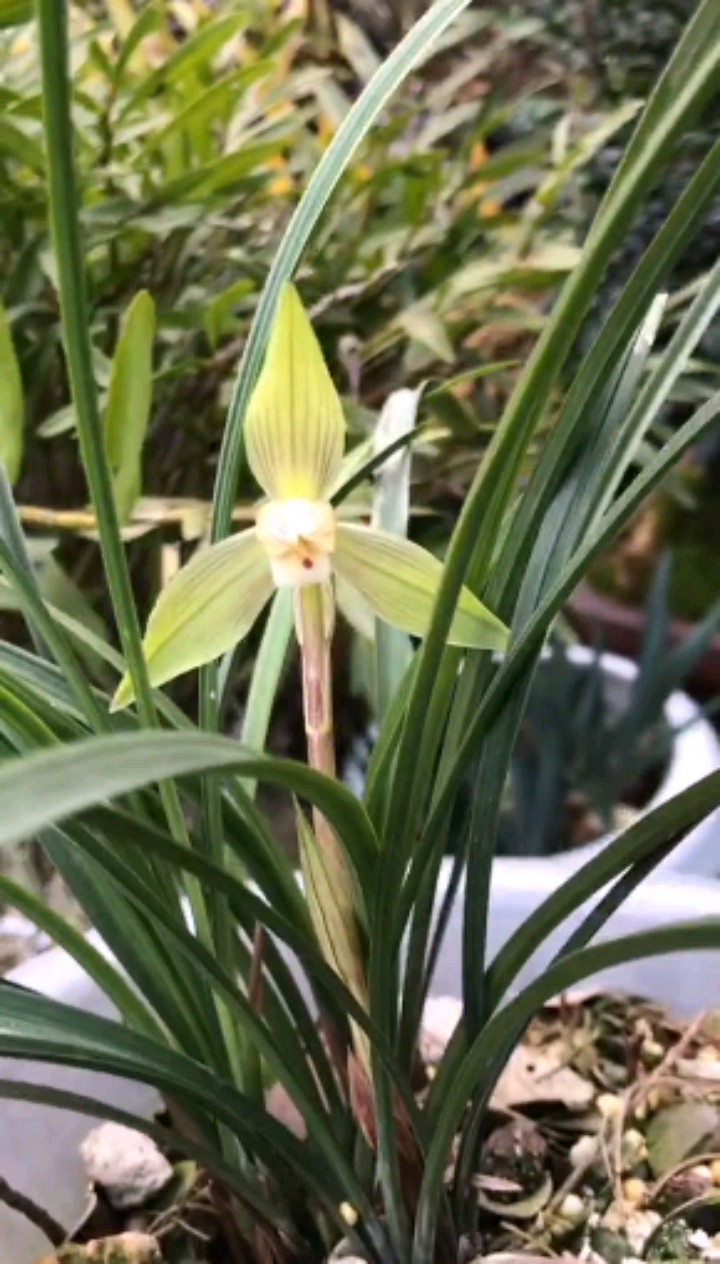兰花#兰花花形千姿百态,娟秀淡雅;香味甘厚纯正,清雅温馨,平添"坐久