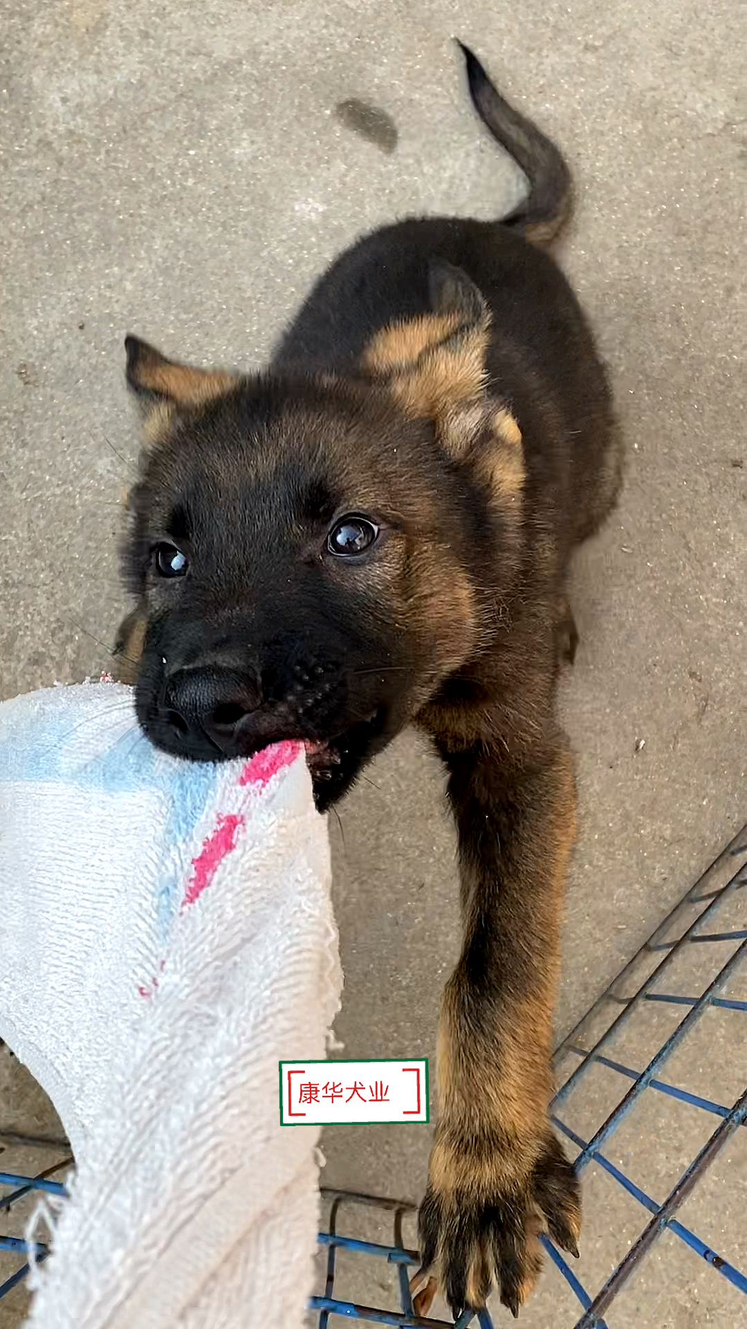 东德牧羊犬两个月小东德牧羊犬瞧瞧它这小脾气