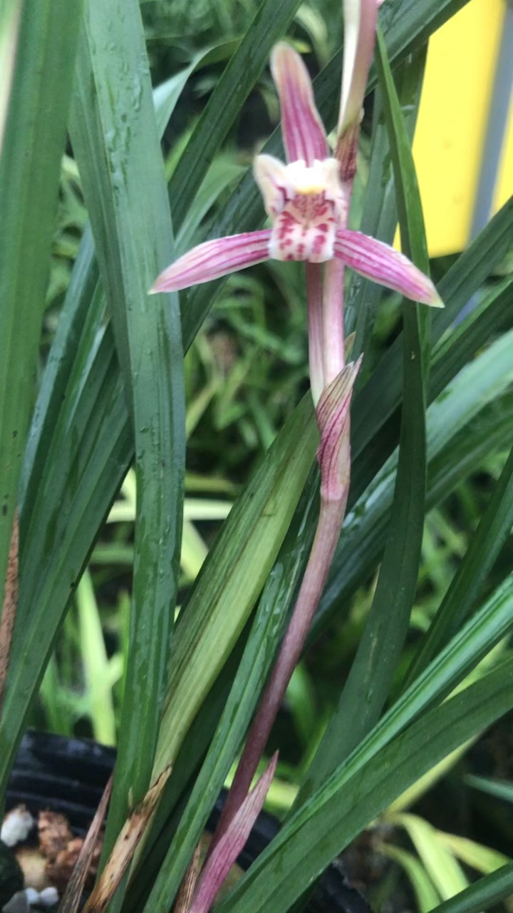 蘭花#建蘭綠鳥嘴