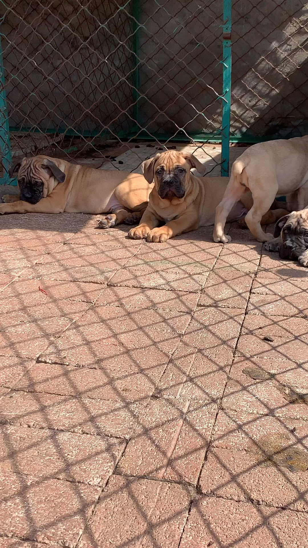 意大利卡斯罗护卫犬#见过俊俏可爱的黄色卡斯罗没