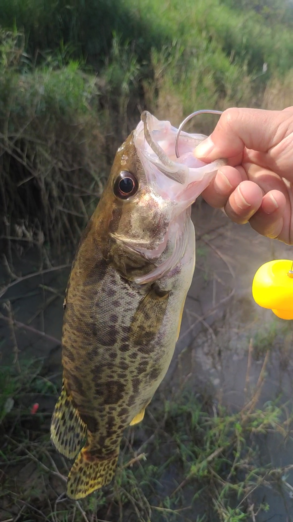 #路亚#这个叫大眼鳜,9种鳜鱼之一.-度小视