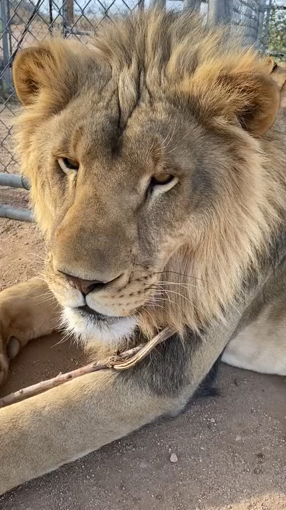 神宠来袭#我总觉得狮子的眼神就是藐视一切!