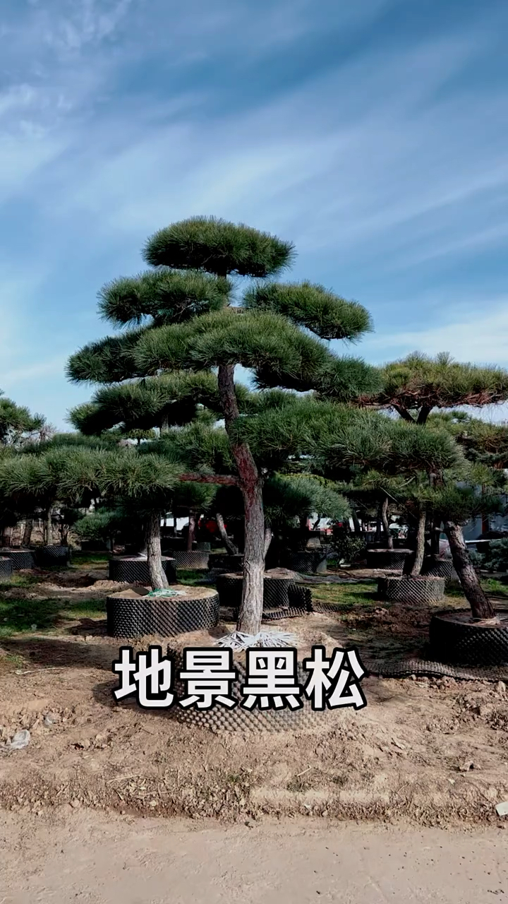 精品造型黑松耐寒耐旱南北方都可以栽植
