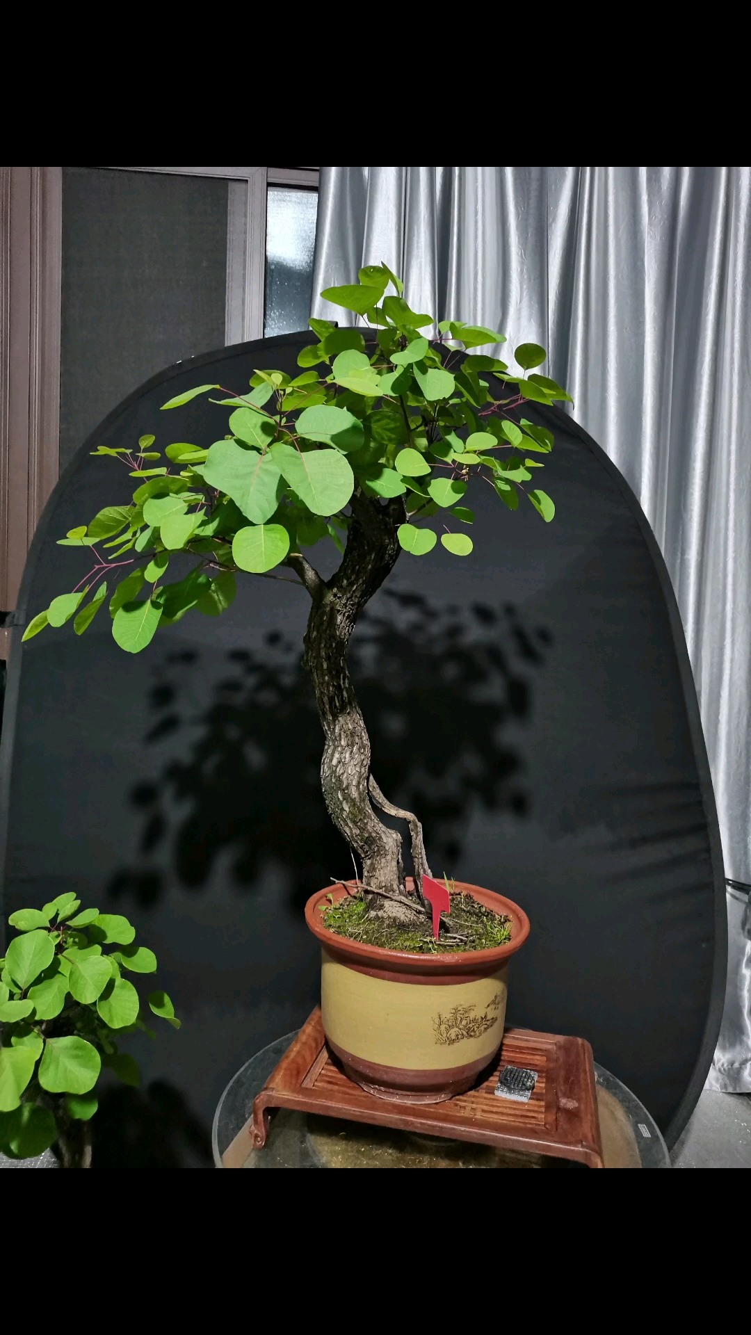 一米高的黄栌木架发货