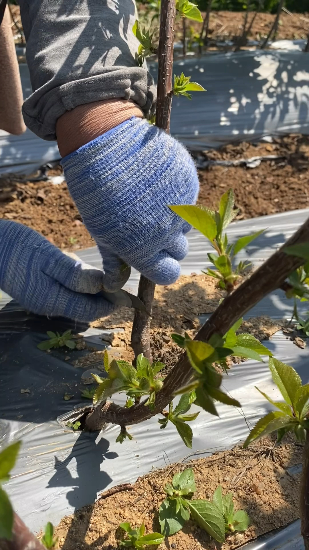 服务三农,服务百姓#吉塞拉樱桃春季嫁接方法