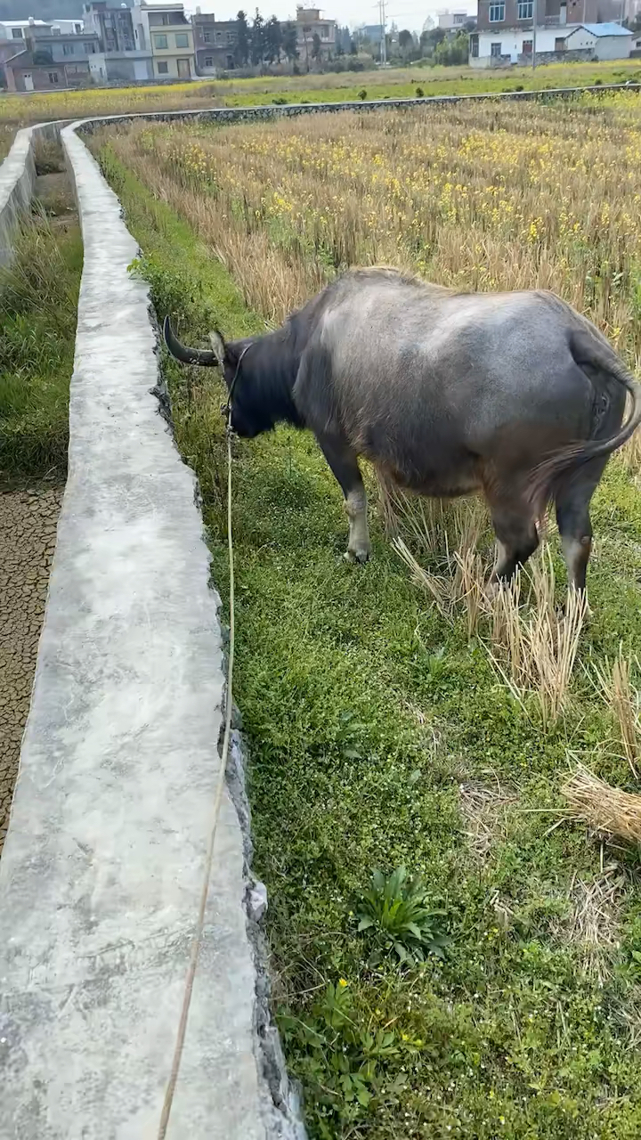 农村放牛#这一路你可以哭,但不能怂