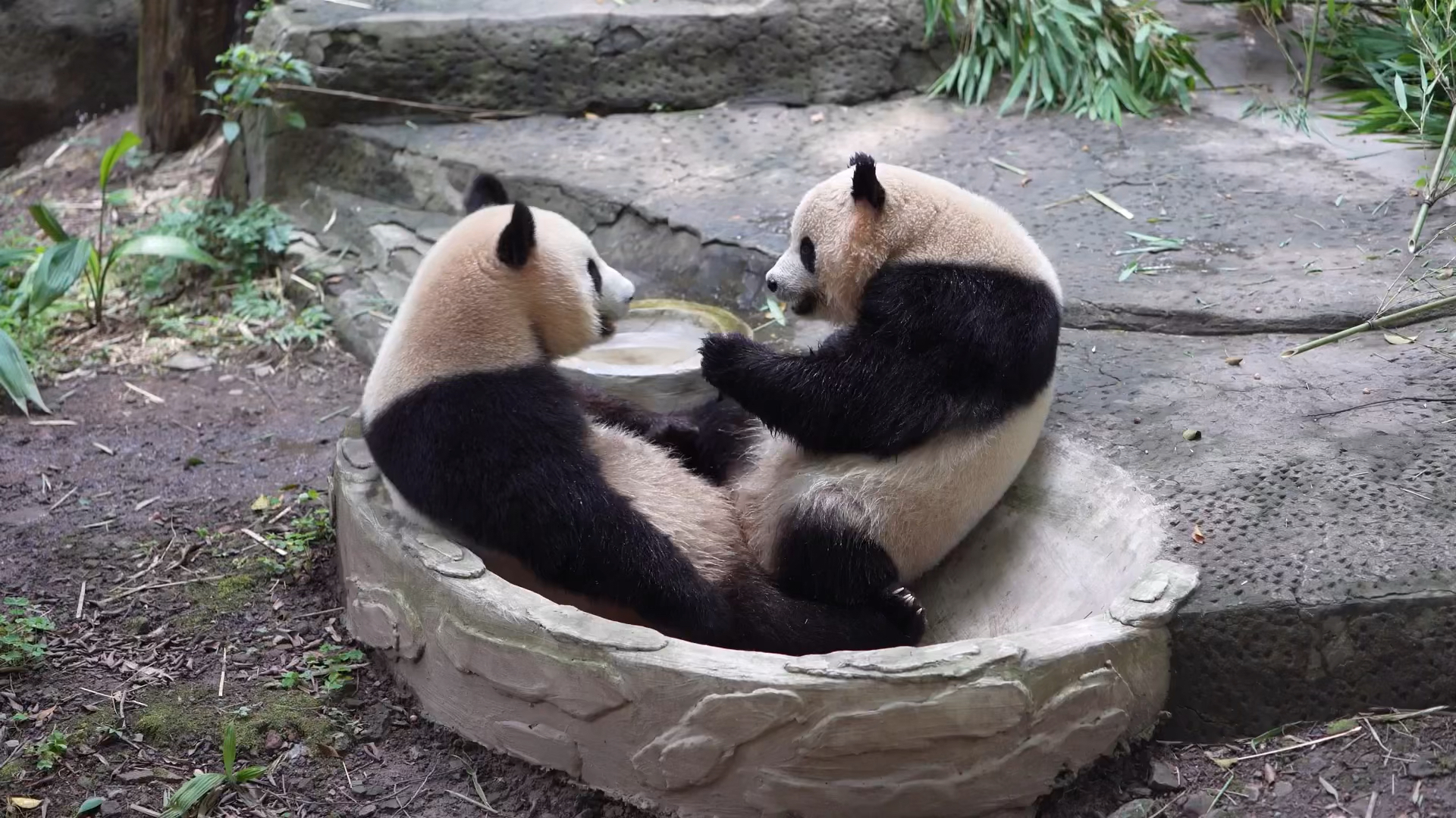 国宝熊猫#两只大熊猫抱在一起,组成一个心形,画面好温馨