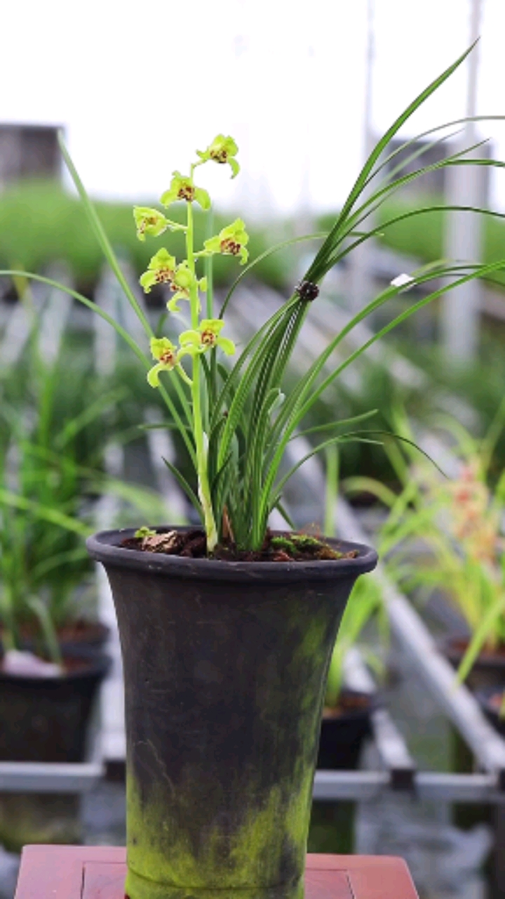 兰花#蕙兰铭品"老朵云"