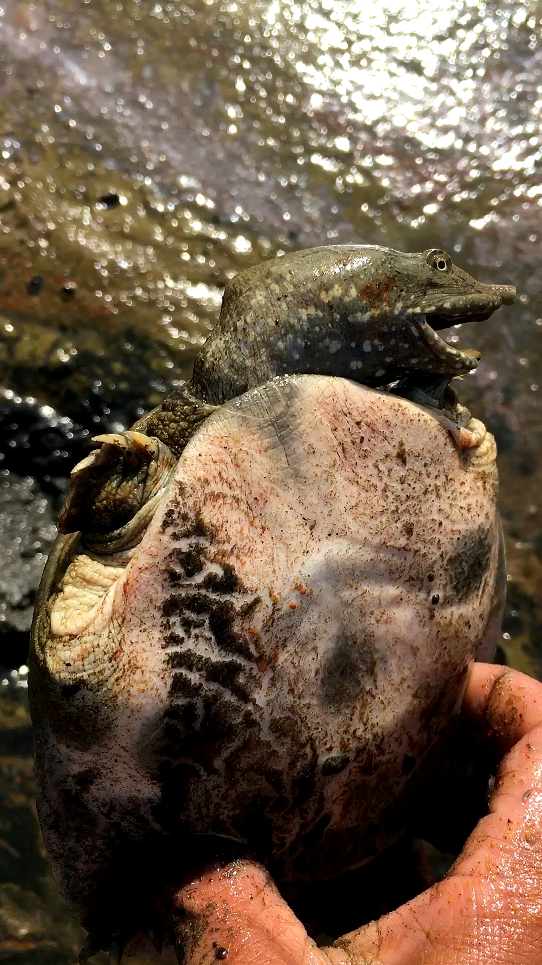 泥土里挖甲鱼,一挖一个准