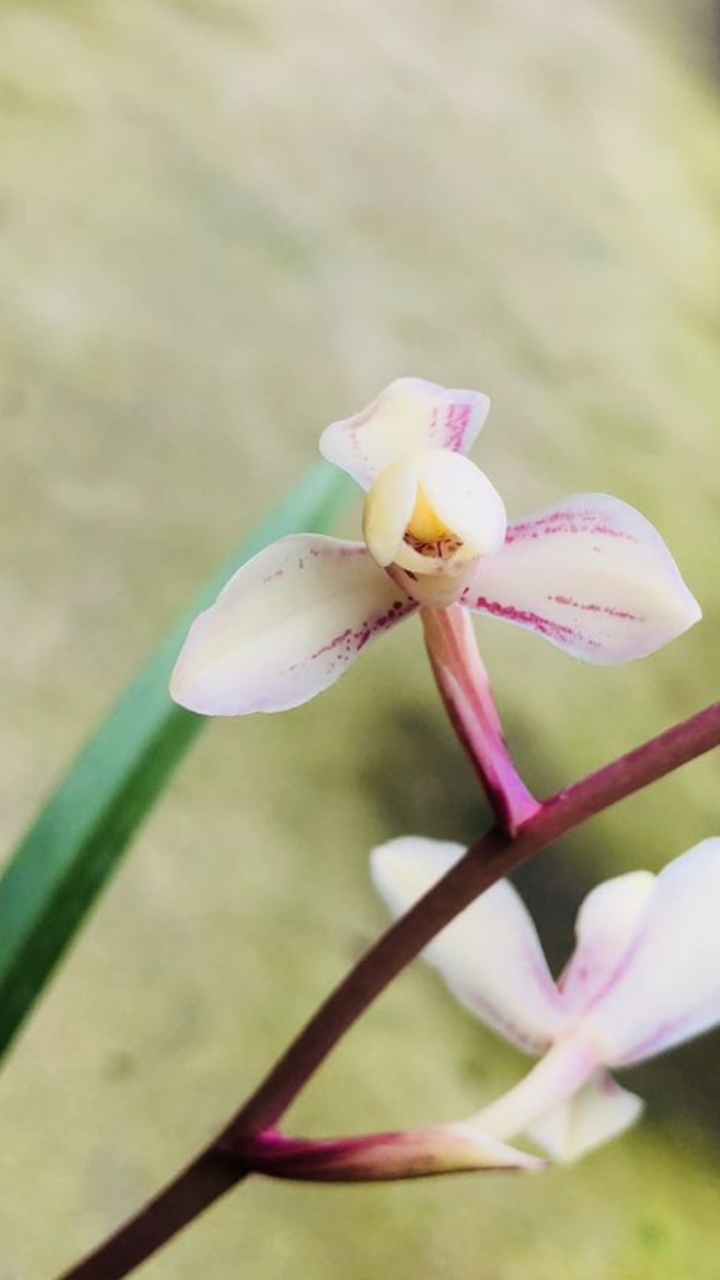 红粉佳人建兰色花有花苞啦!喜欢的来-度小视