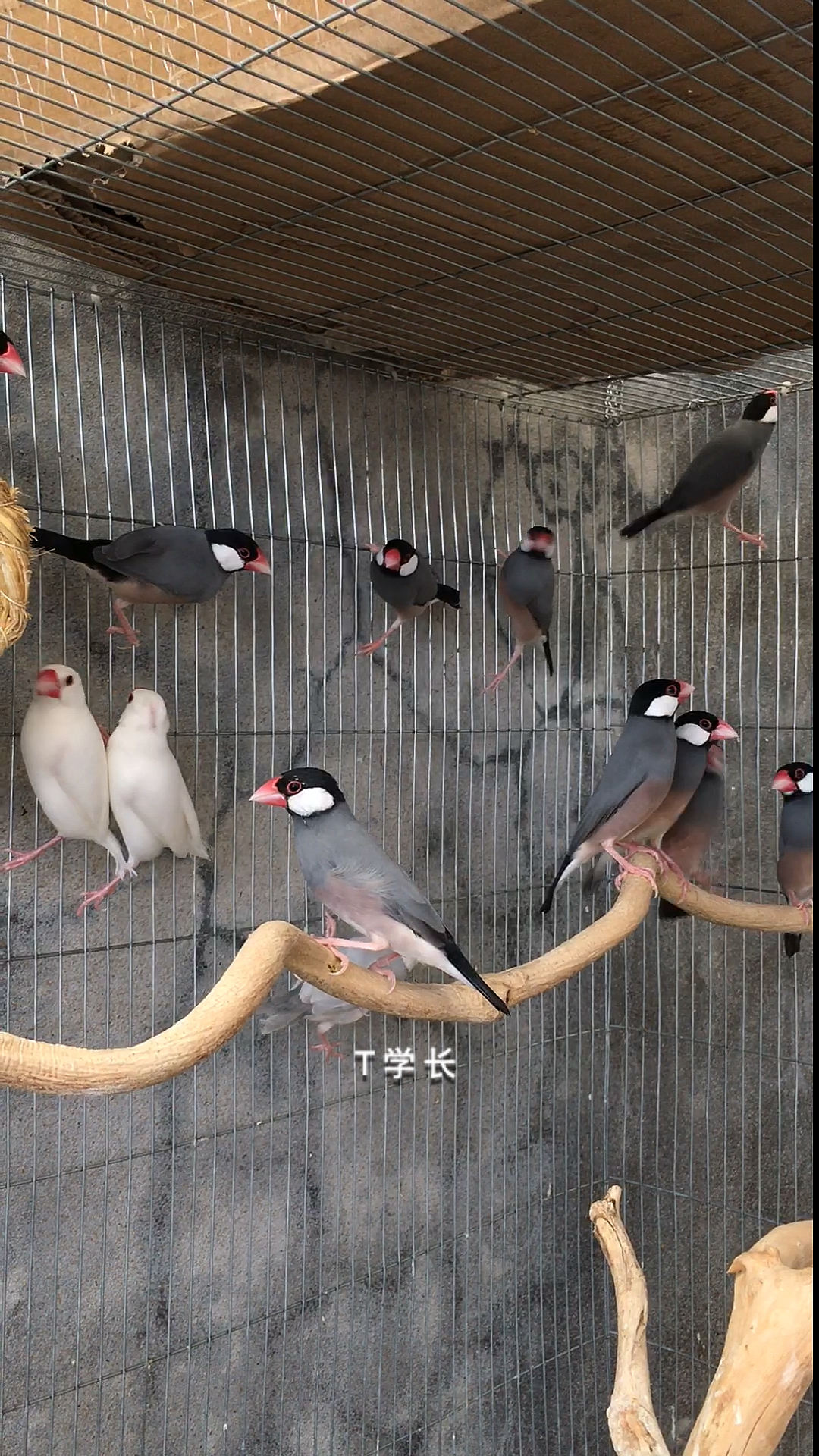 灰文鸟是一种可以合法饲养且容易繁殖爱干净的宠物鸟