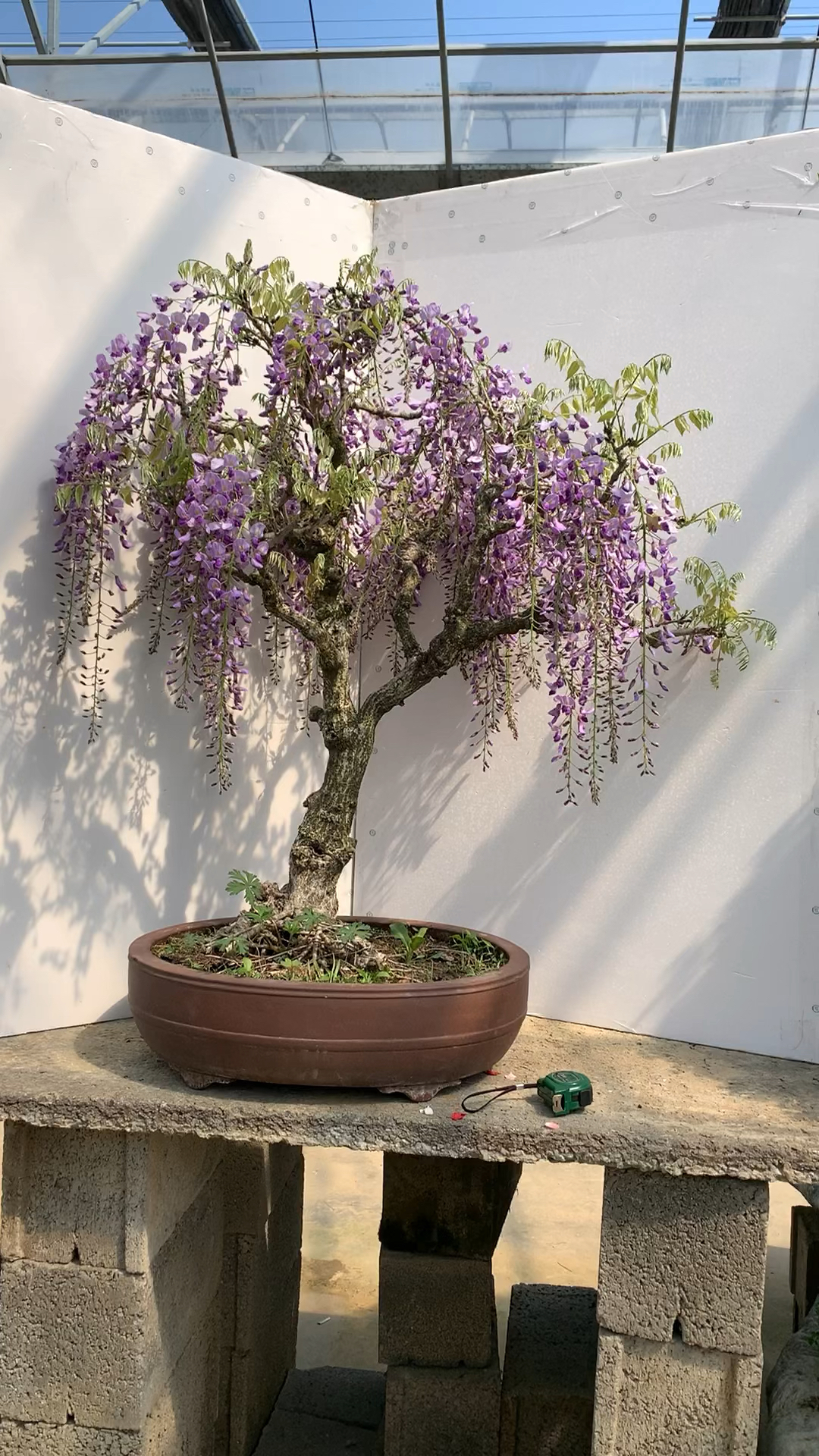 紫罗兰紫藤盆景