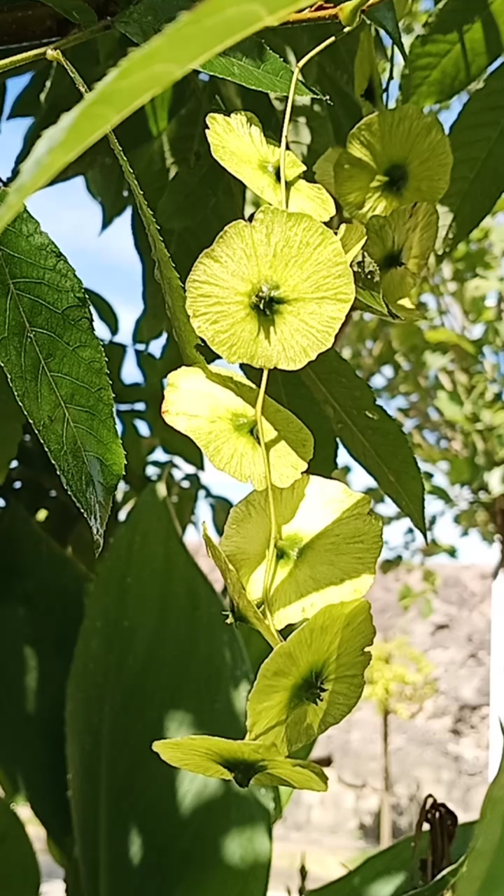 不一样的人生#青钱柳