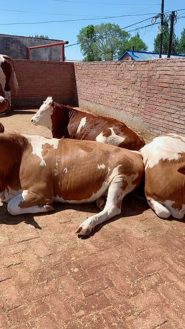 大量供应西门塔尔牛#精品大母牛