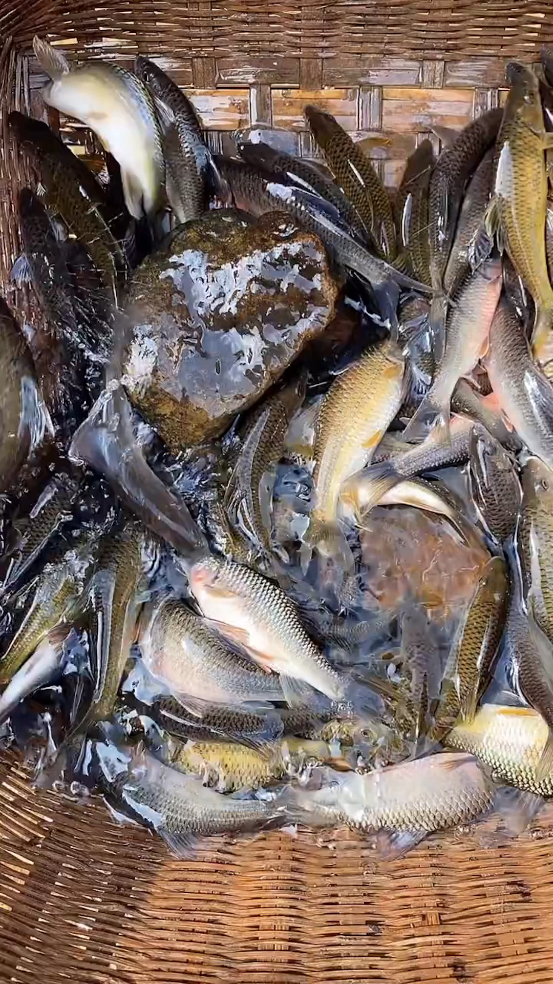 正宗清水石斑鱼做出来的鱼干你喜欢吃吗?-度小视