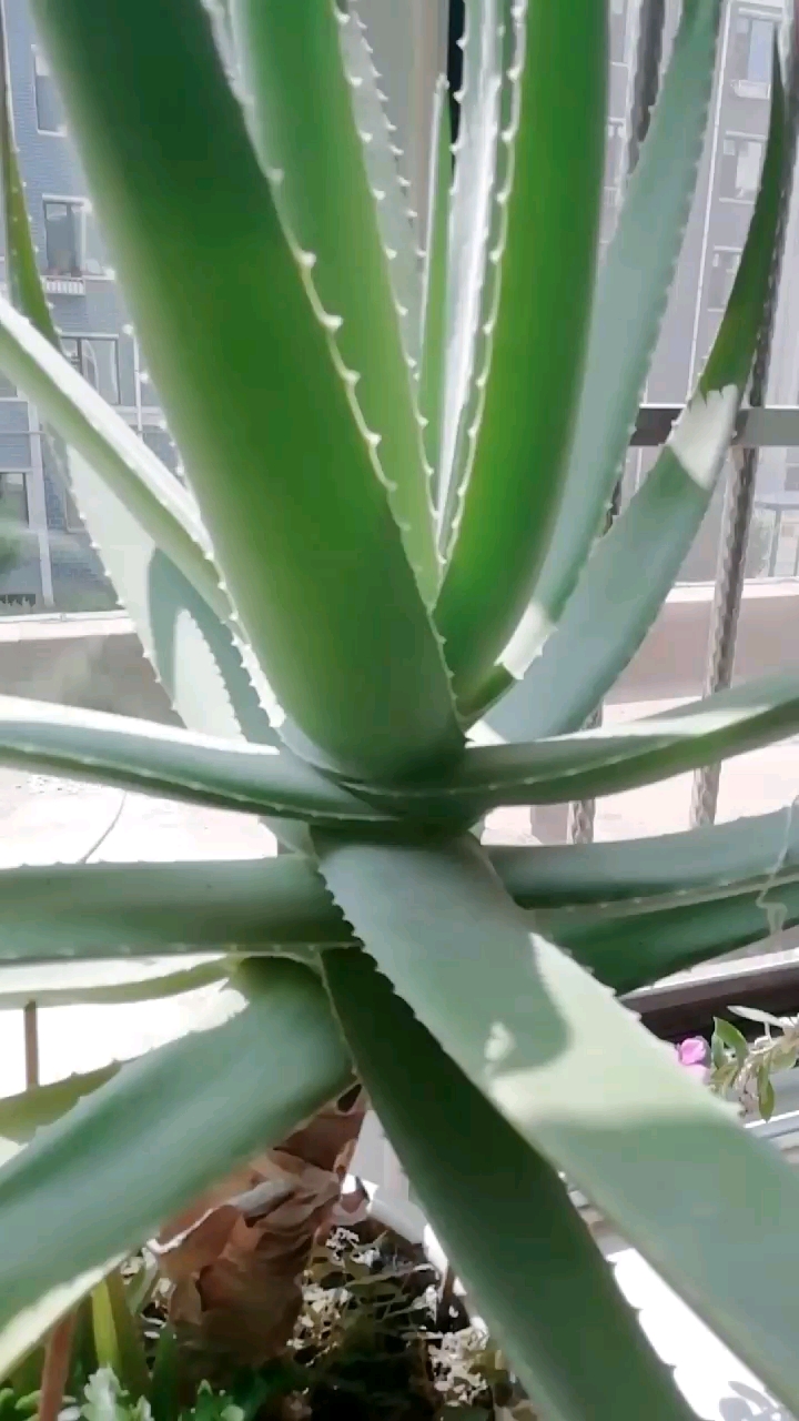 15年的大芦荟,可以美容的