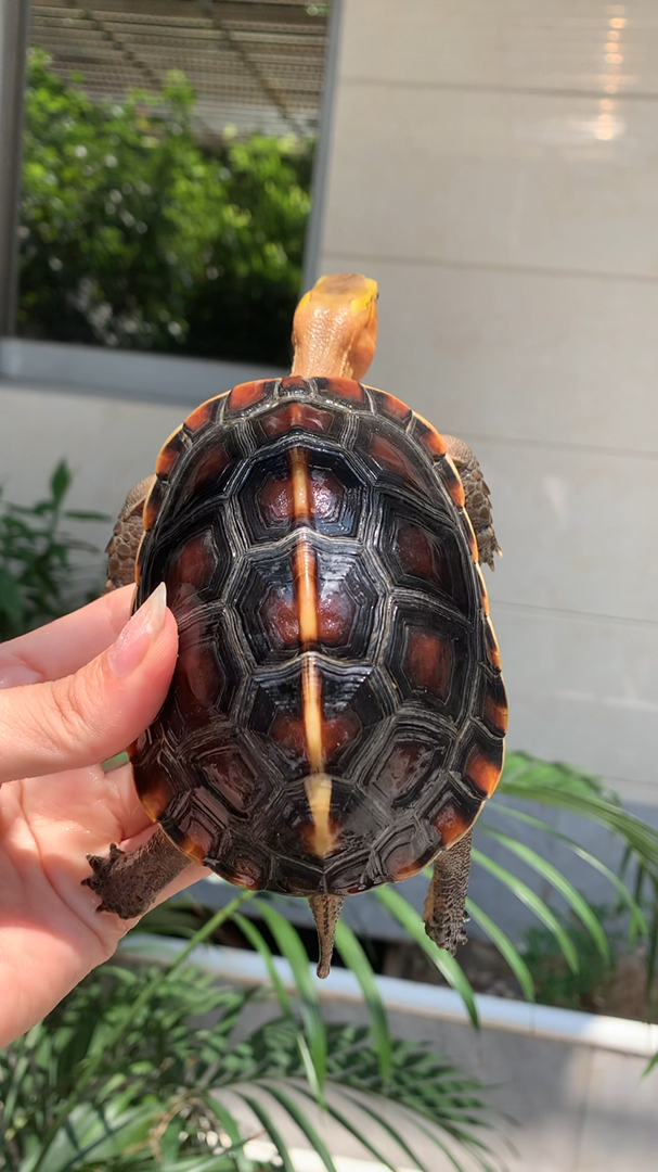 黄缘闭壳龟,安缘,高背款.