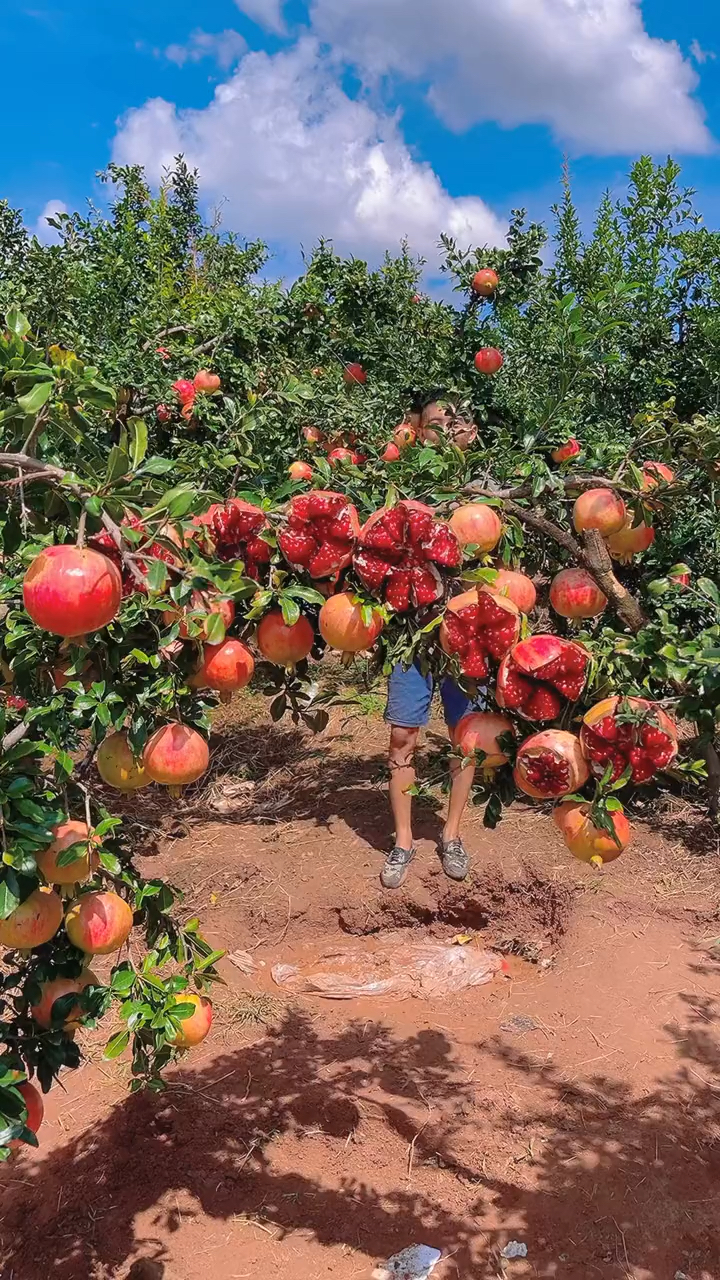 这就是大凉山的突尼斯软籽石榴,好多人都没有吃过,每一个都是