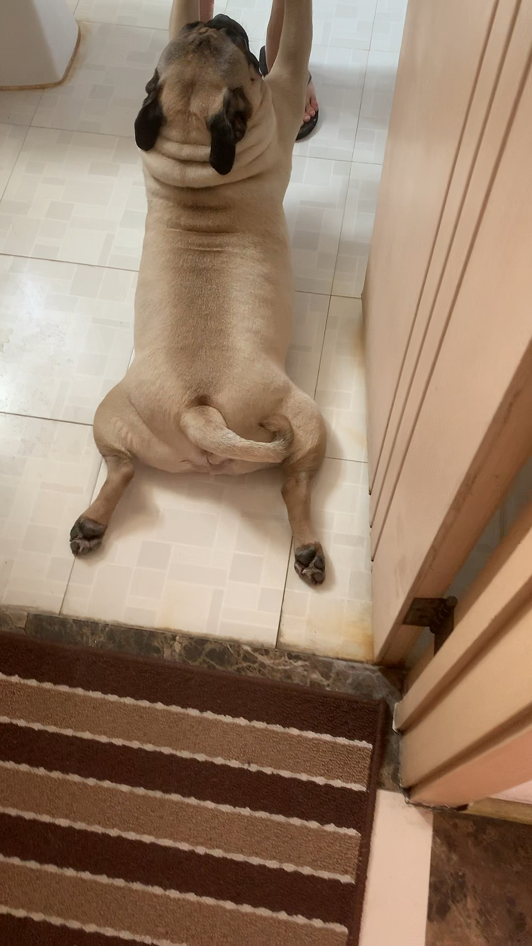 我家小巴哥#不喜欢洗澡的癞皮狗