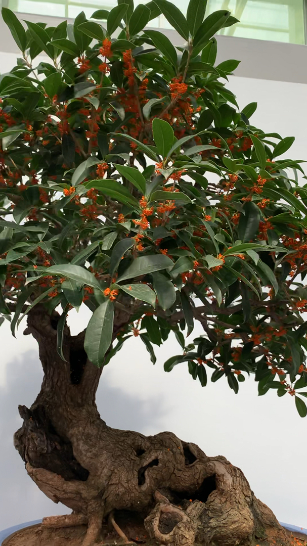 银奖作品丹桂盆景