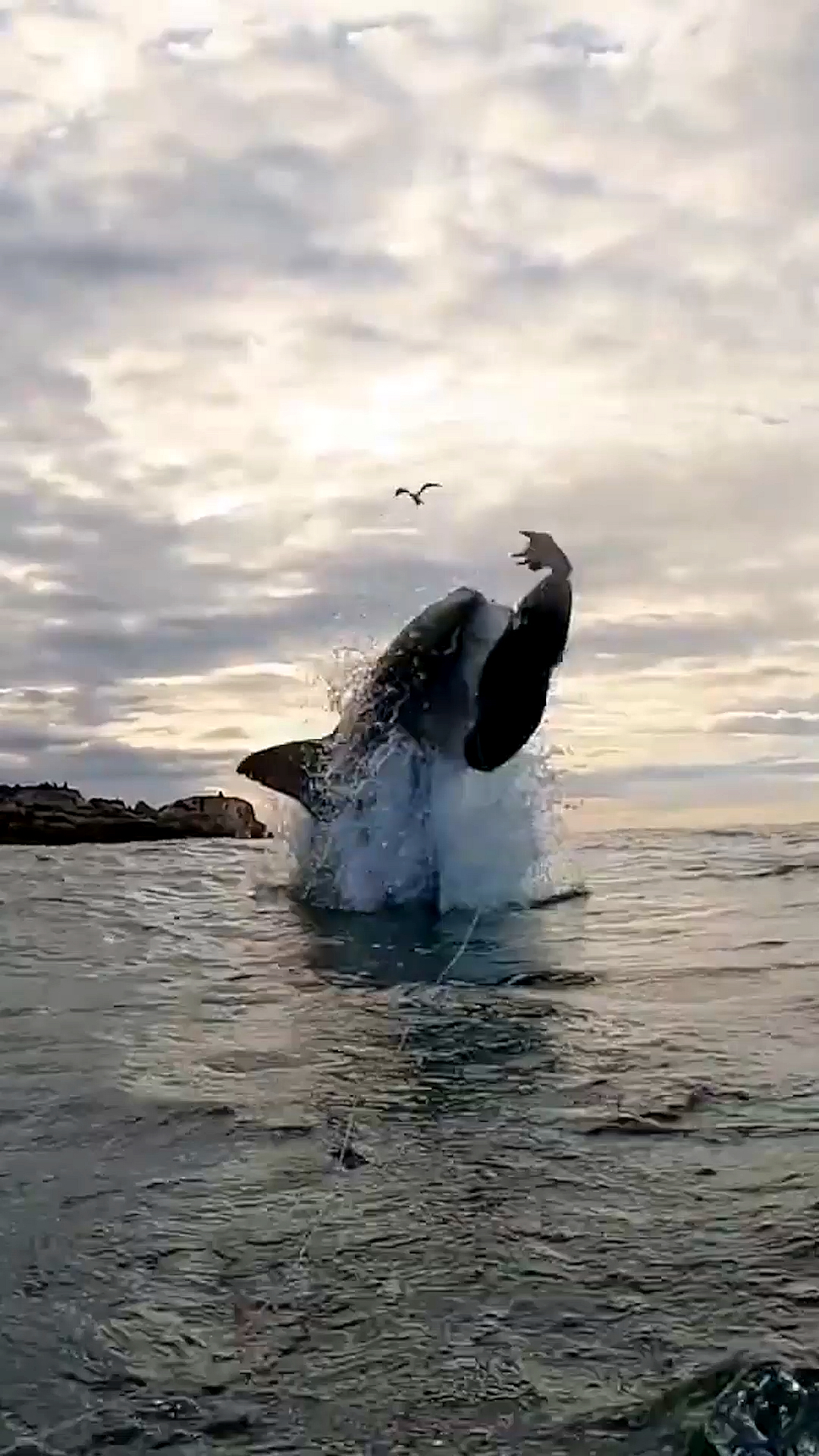 大白鲨#海洋大白鲨,疯狂猎食