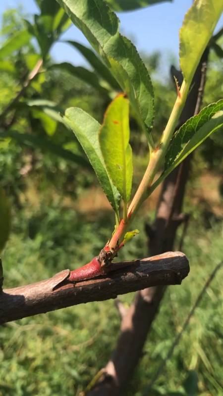 方块芽接的桃树成活率高,长势不错-度小视