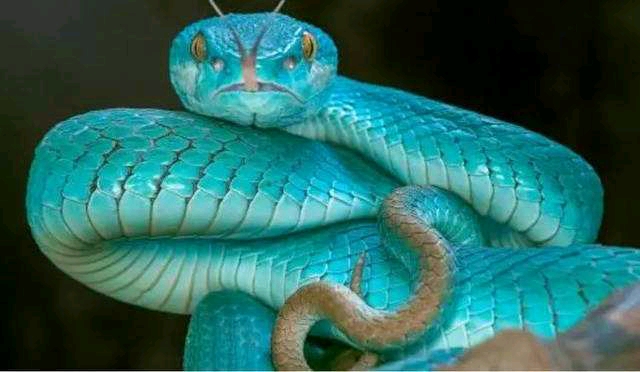 你喜欢的样子我都有#正在看你的青蓝蛇