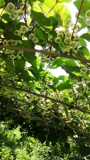软枣猕猴桃开花图片