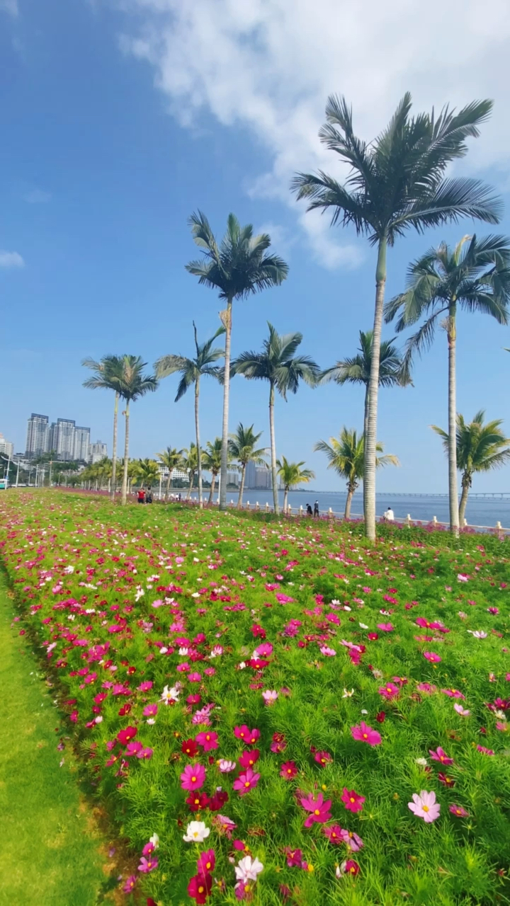 春节间的珠海,阳光灿烂,海边风景如诗如画