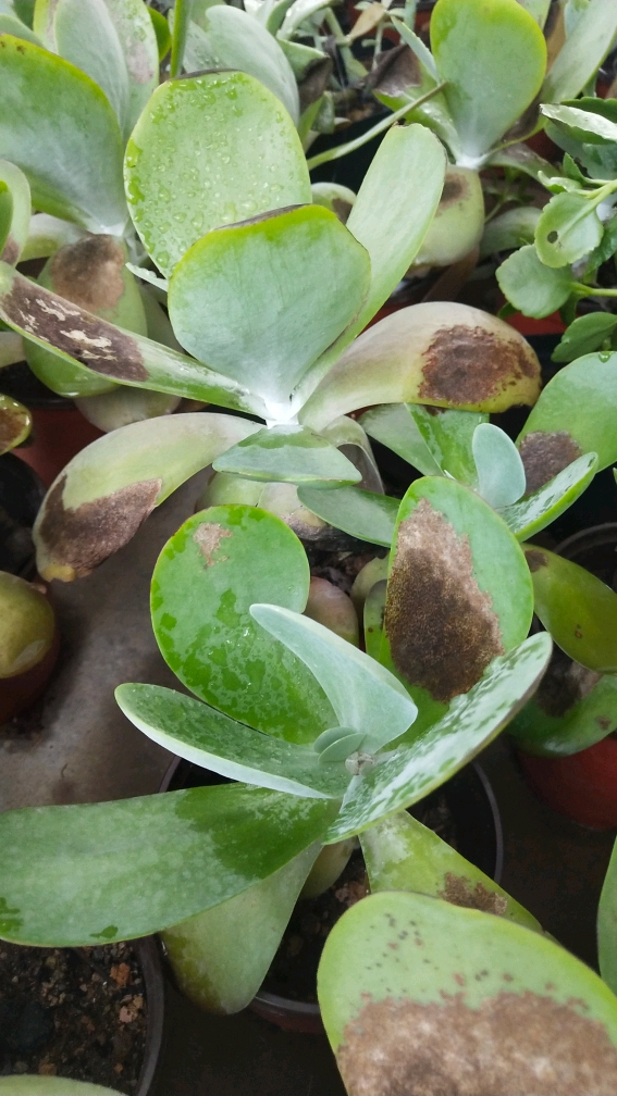 多肉生病了淋雨多了