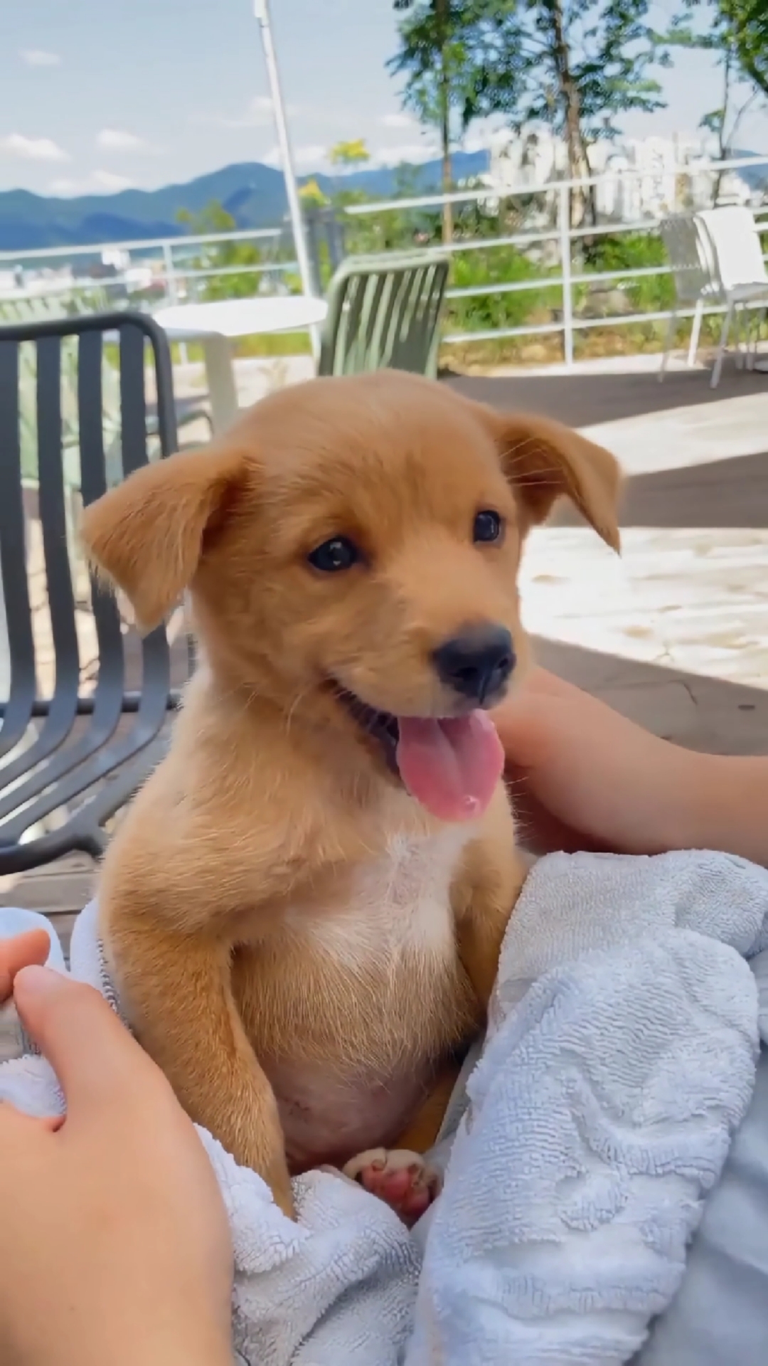 萌宠趣事打卡#犯困的小黄狗