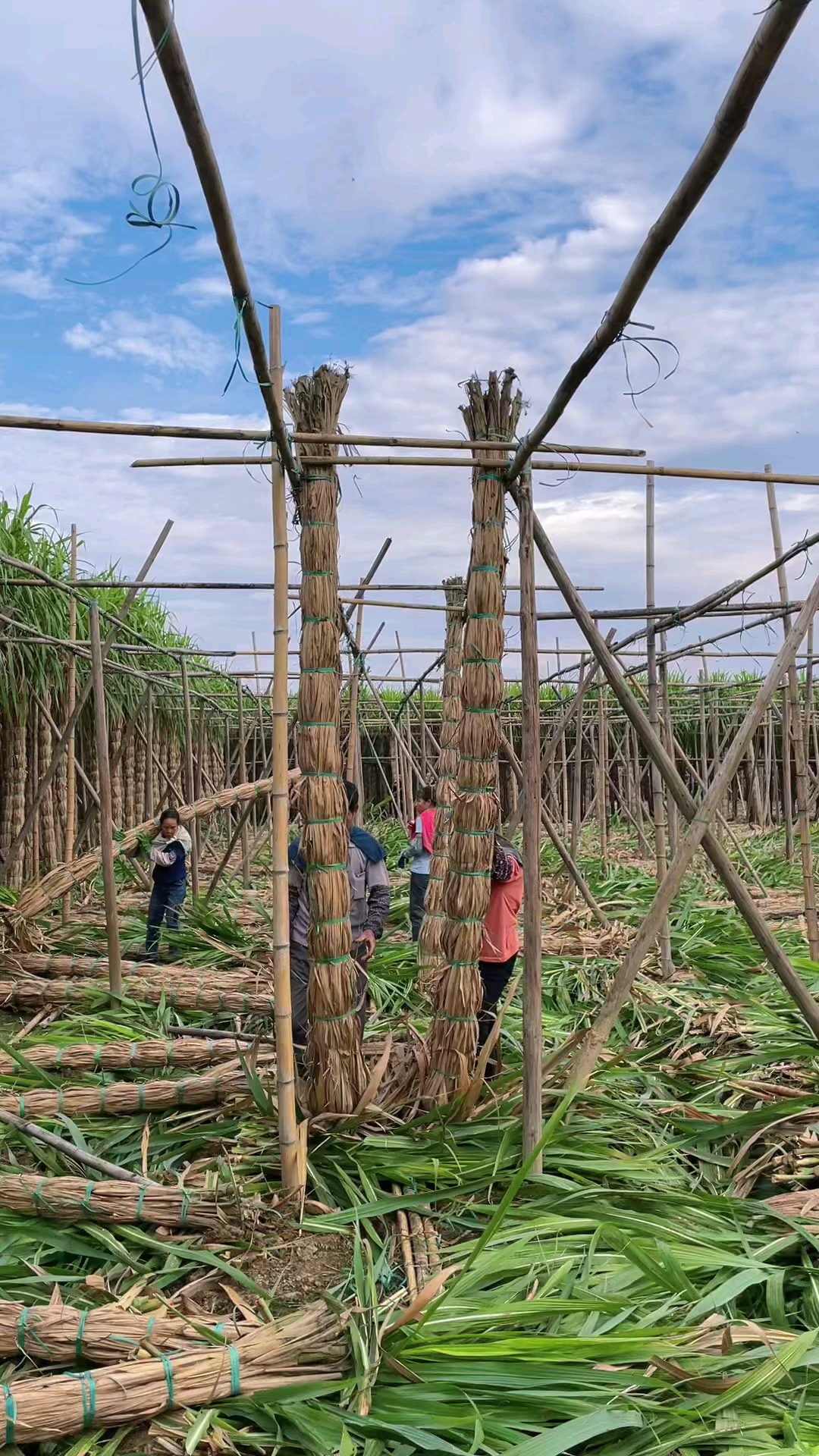 萤火有奖打卡木格白玉蔗背甘蔗现场你们猜这一捆多重