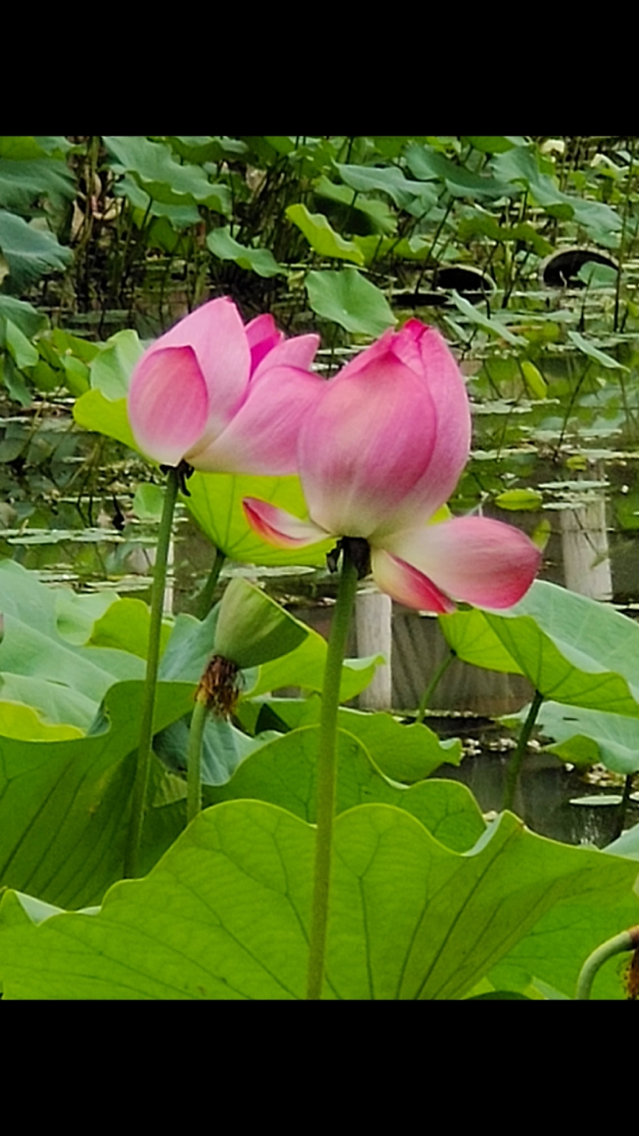 2021年6月7日星期天石狮市鸳鸯池公园-度小视