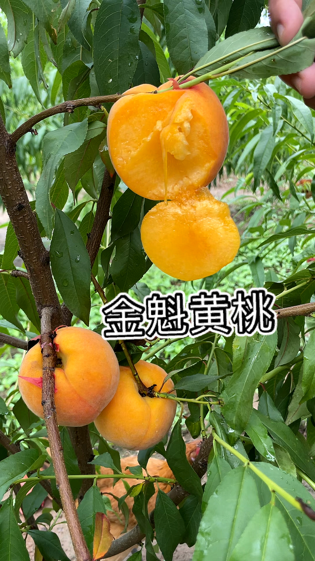 金魁黄桃介绍图片