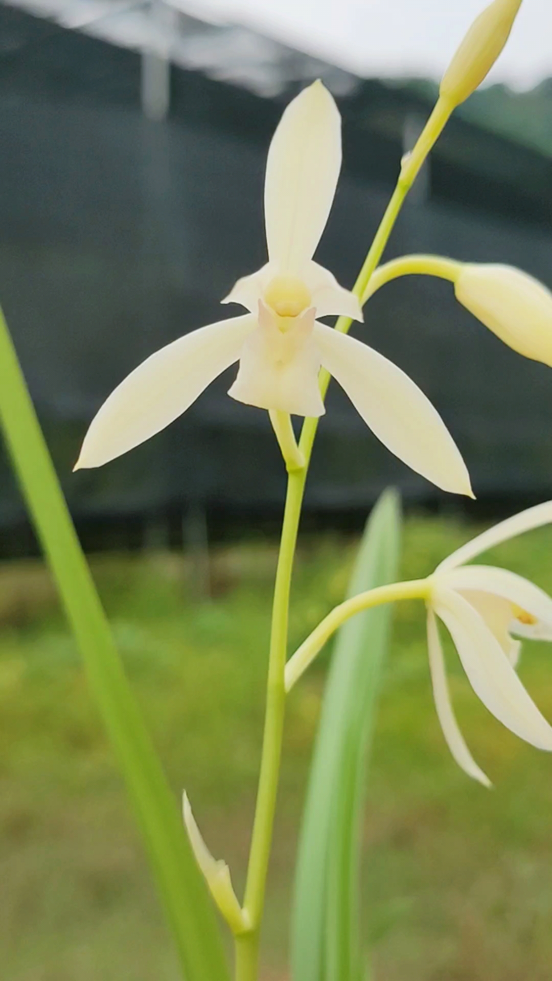兰花小站#建兰秋雪,雪白花带桃腮,很香哦