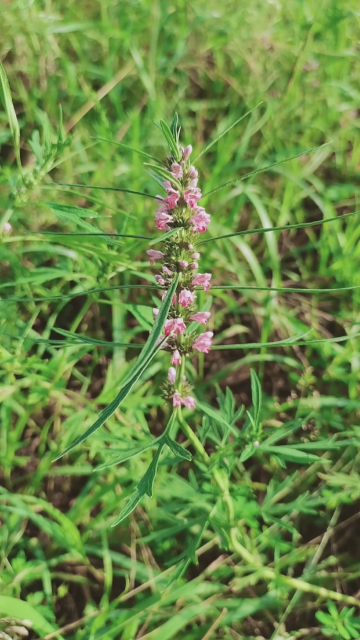 益母草开花了,母牛产后用它煮水饮牛最好了.