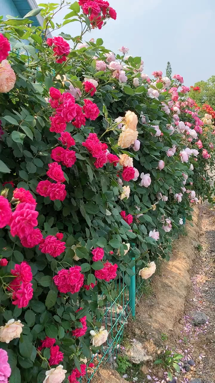 藤本月季做出的花墙造型多季循环开花