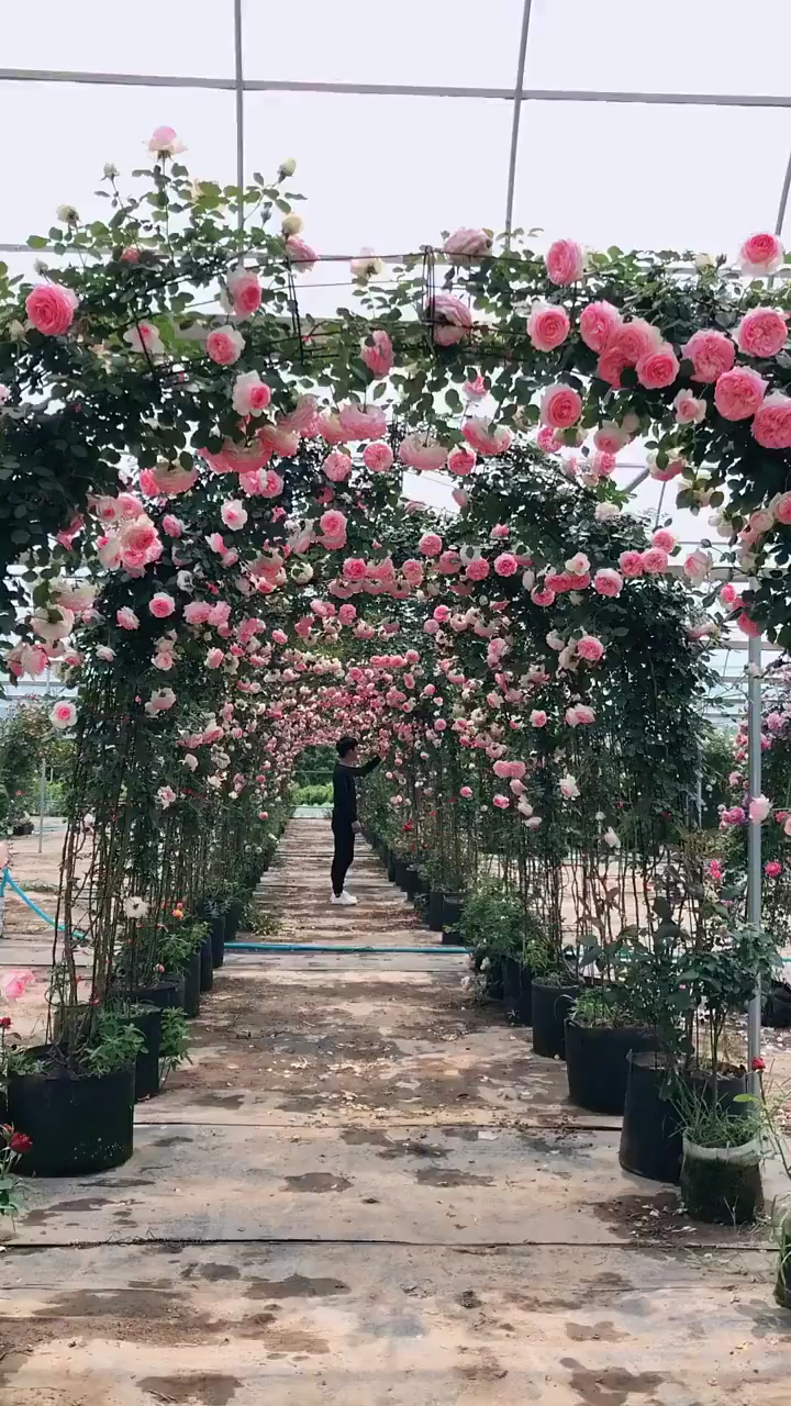 藤本月季粉色龙沙宝石成品拱门太美了