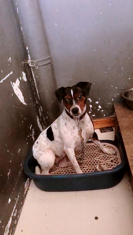 太仓犬#太仓犬天生喜欢户外-度小视