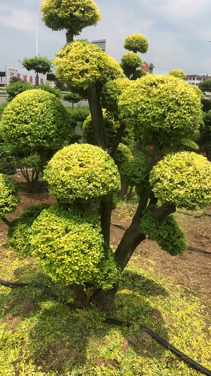 园艺#亮晶晶造型女贞,耐修剪,不落叶.-度小视