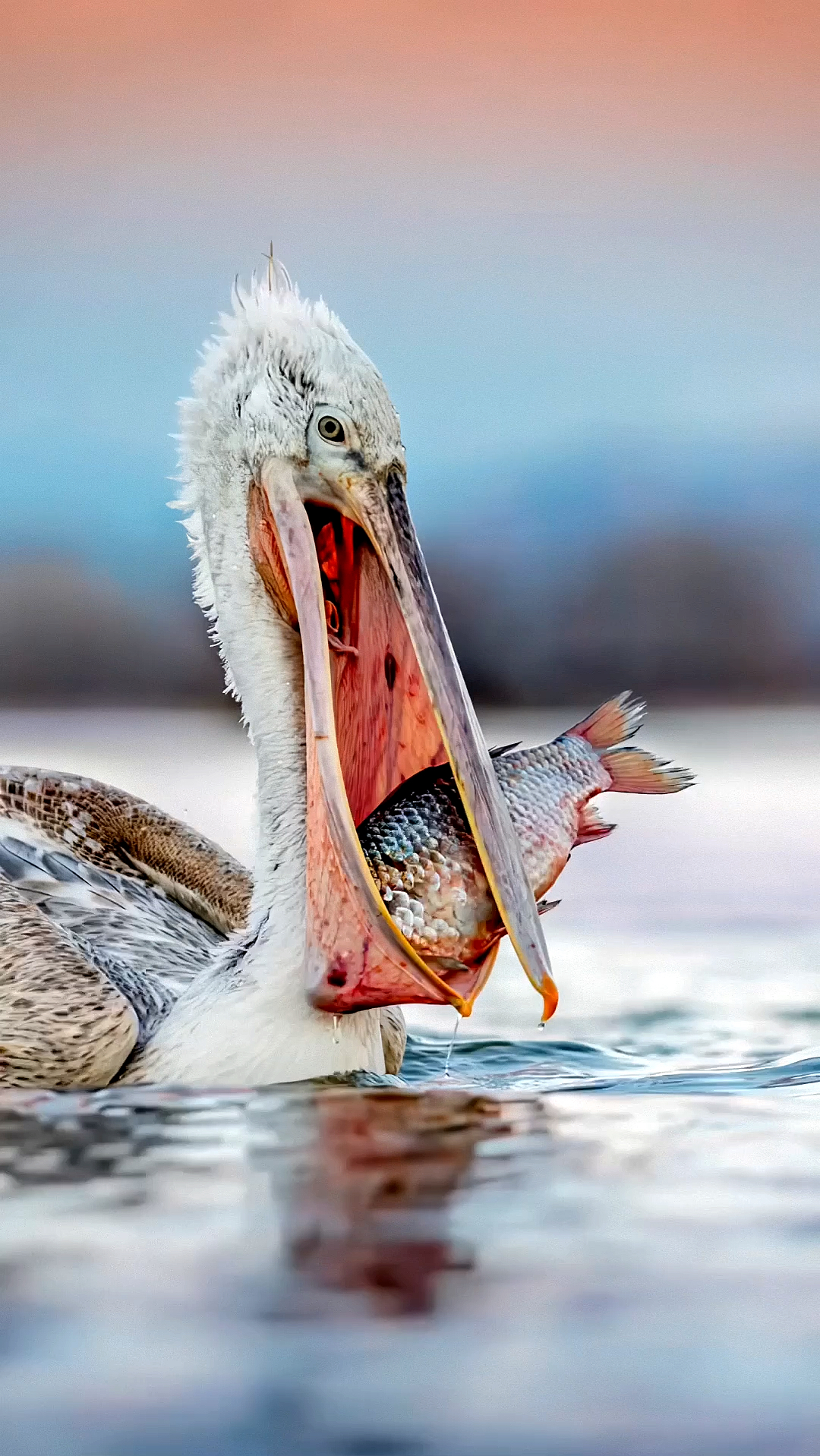 探纪自然#万物皆可吞的大嘴"白鹈鹕"也很美!-度小视