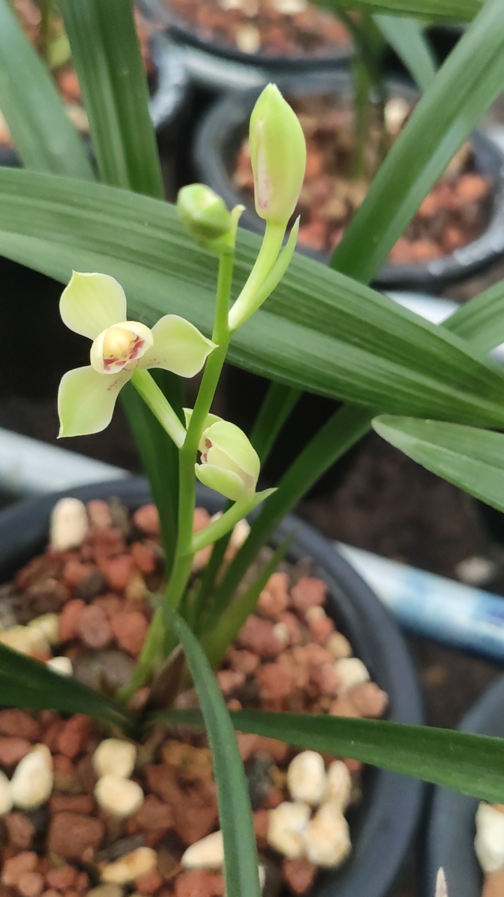 兰花小站#建兰青神梅