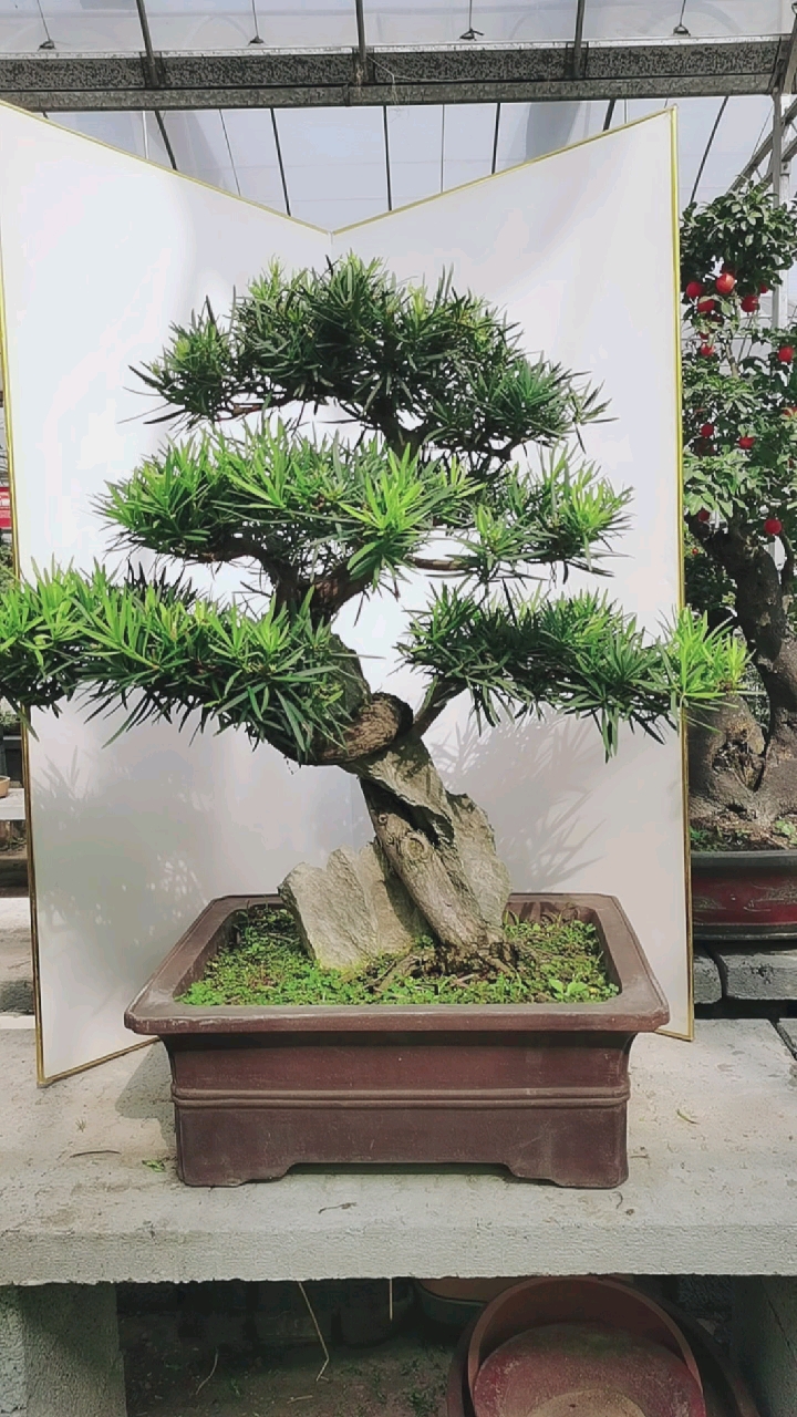 精品游龙造型罗汉松盆景