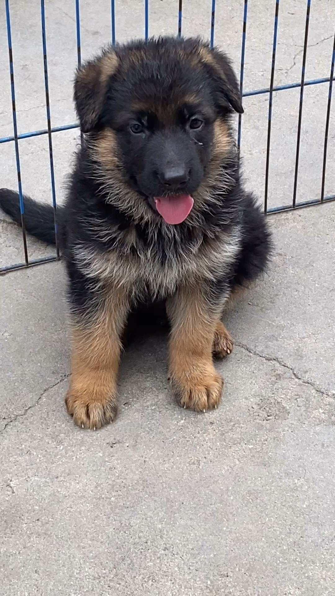 小德牧犬快两个月了,这脸也没晒着怎么这么黑呢?