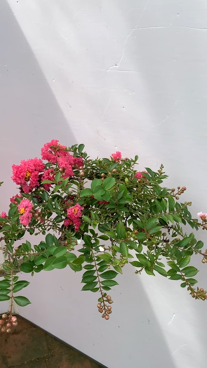 悬崖造型姬紫薇,花开百日红-度小视